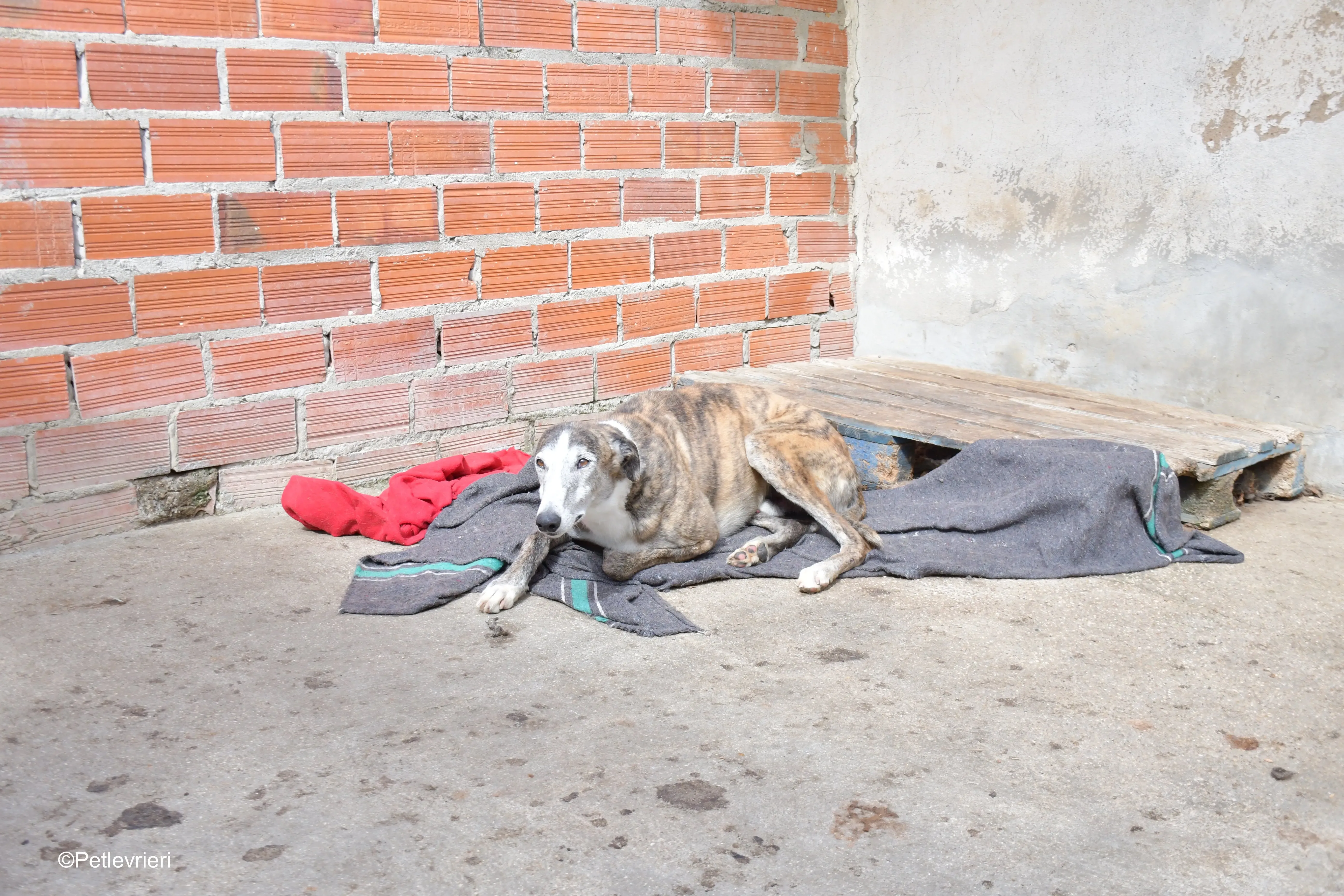 Tiago adozione levrieri galgo 8