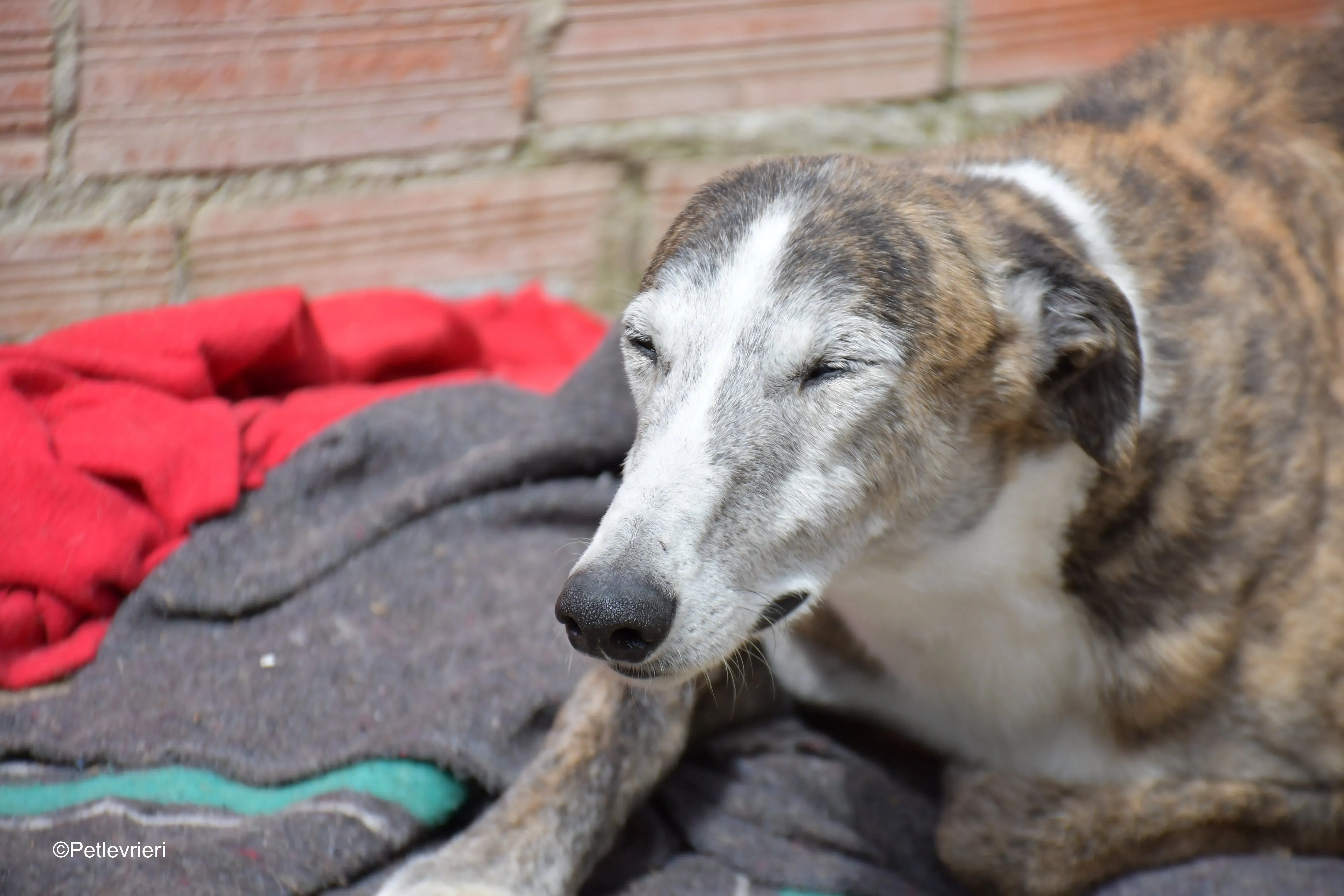 Tiago adozione levrieri galgo 9