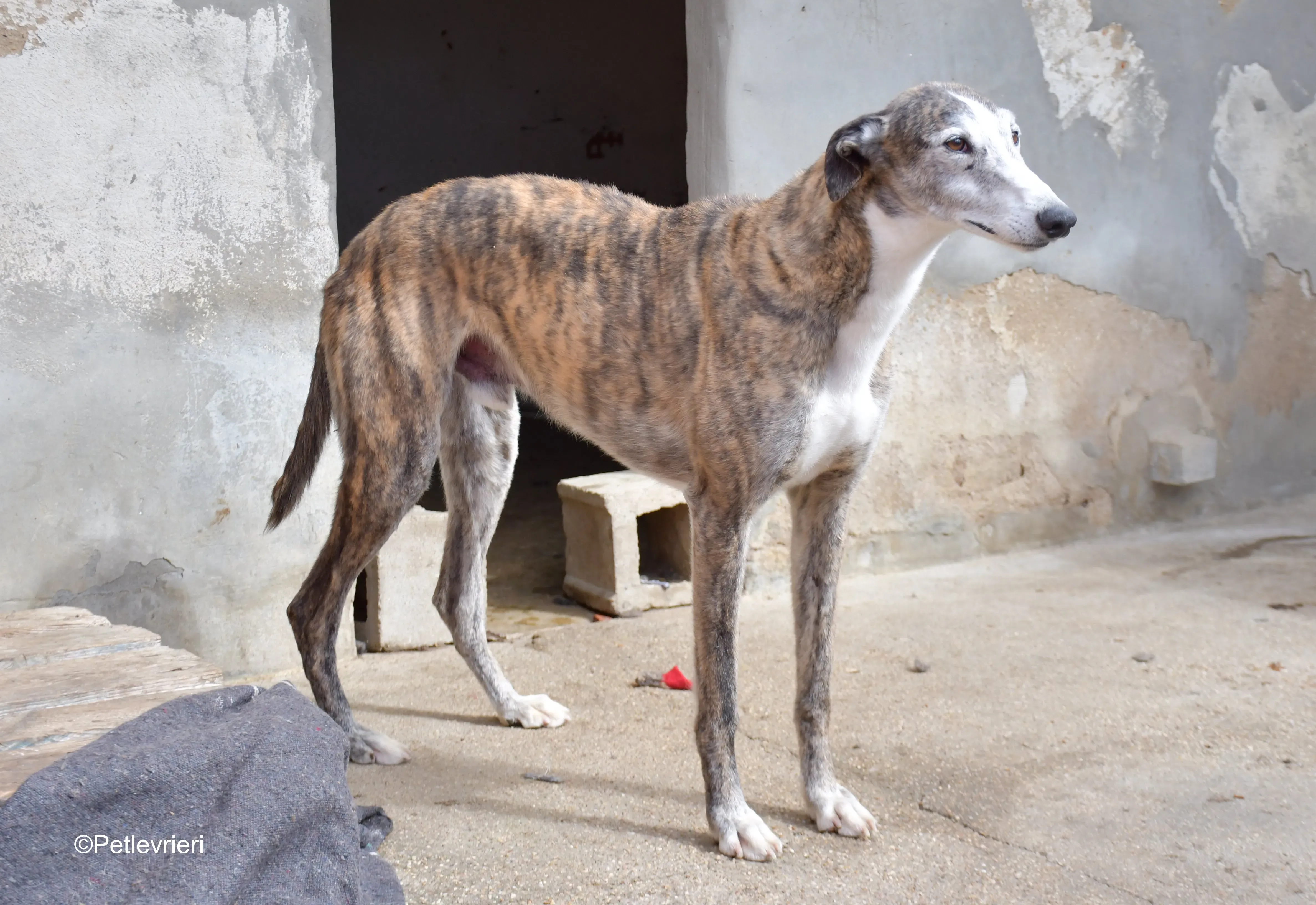 Tiagoa adozione levrieri galgo 5