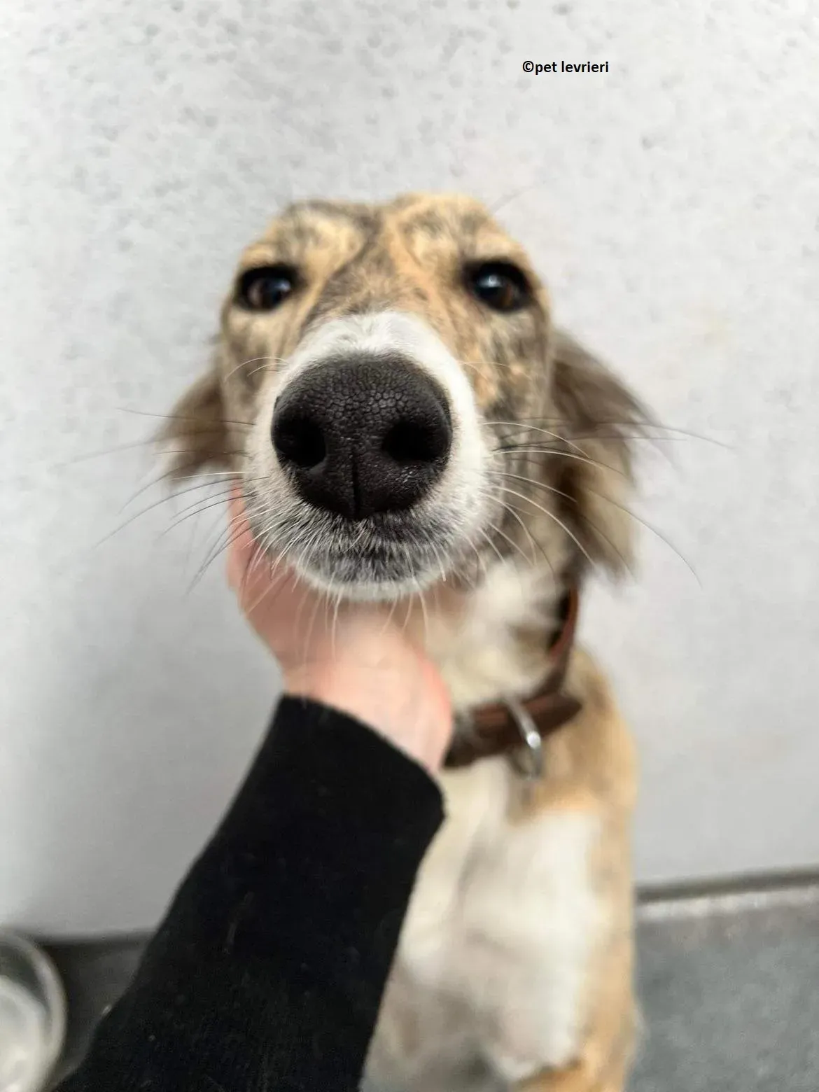 Tiffany adozione levriero lurcher saluki1