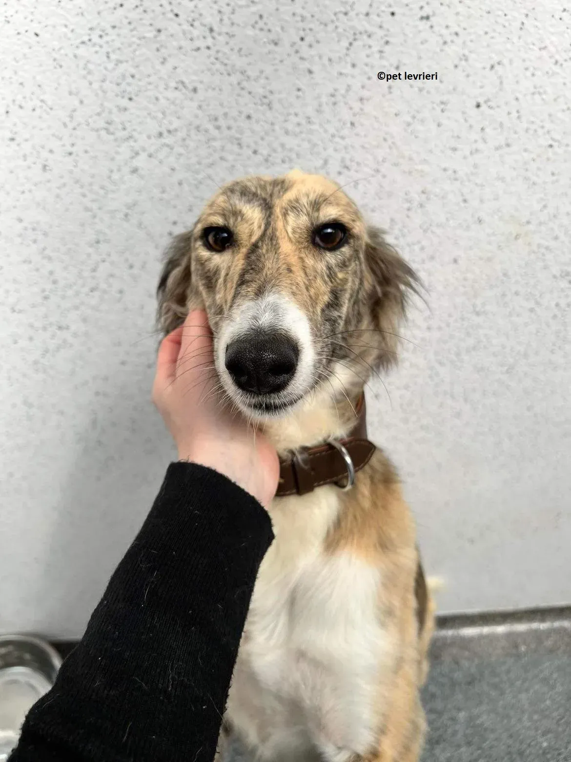 Tiffany adozione levriero lurcher saluki2