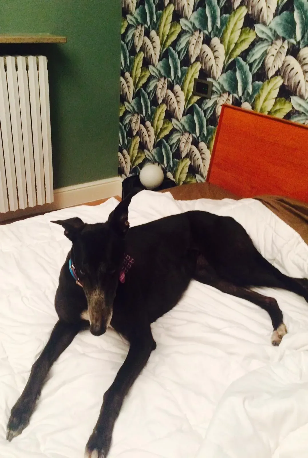 Tiger Tahlia Greyhound di macao adozione levrieri Foster 1