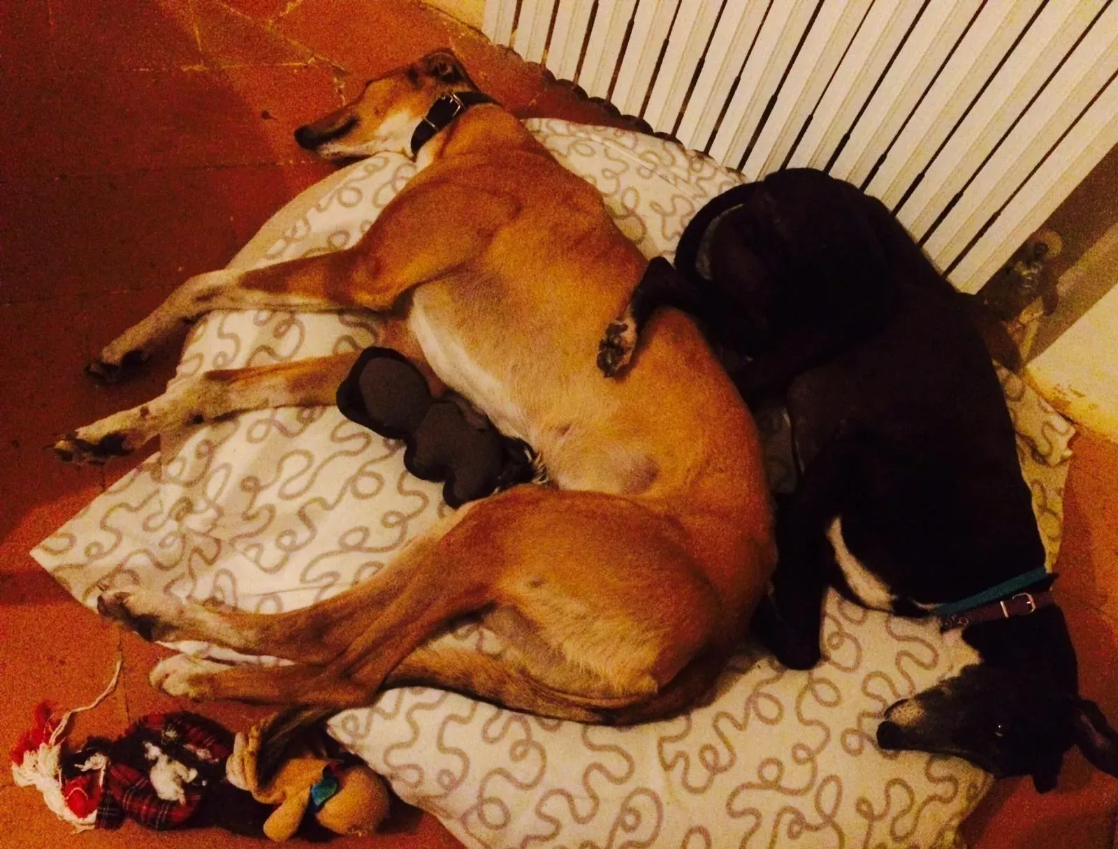 Tiger Tahlia Greyhound di macao adozione levrieri Foster 2