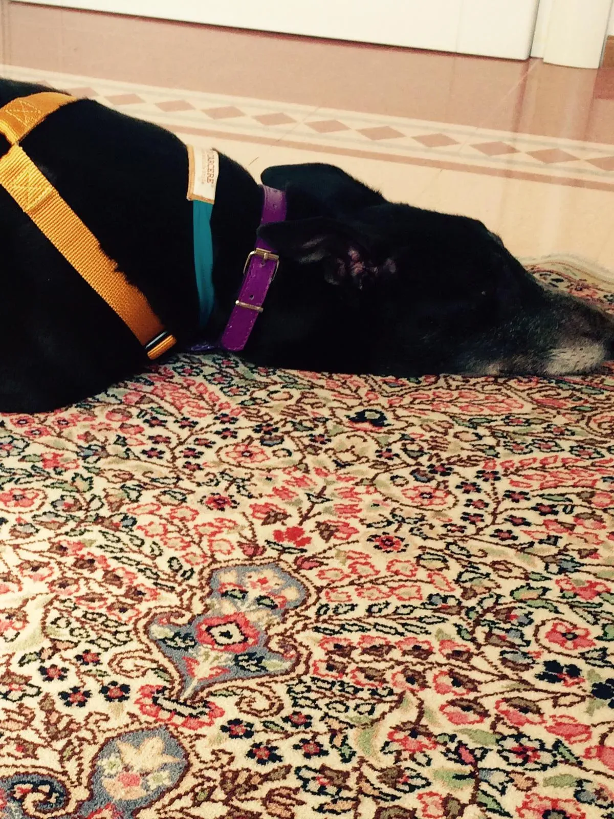 Tiger Tahlia Greyhound di macao adozione levrieri Foster 3