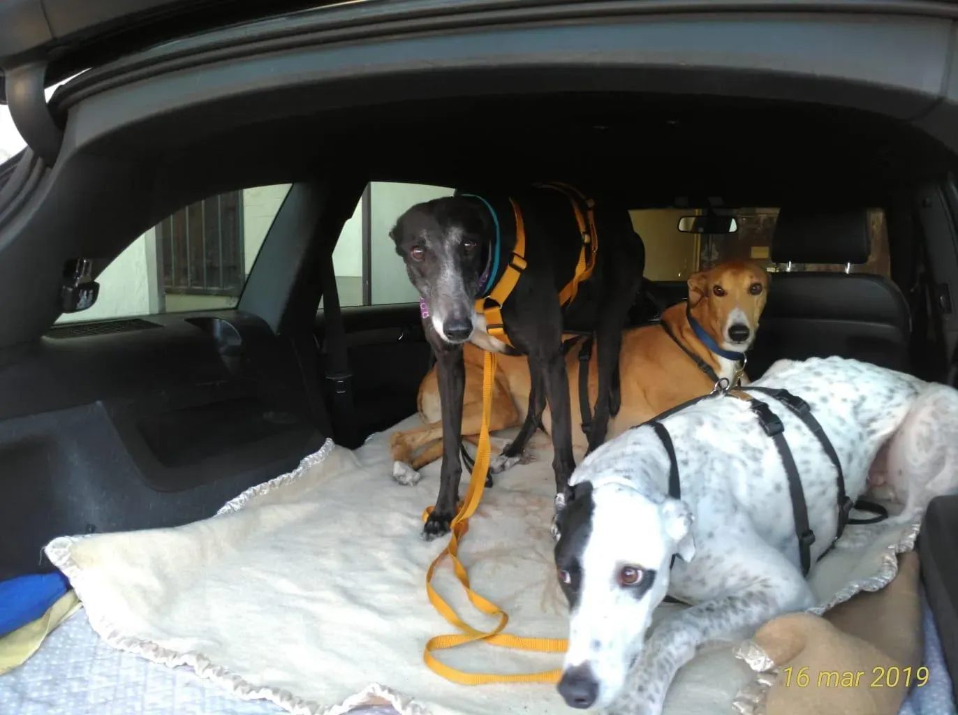 Tiger Tahlia Greyhound di macao adozione levrieri Foster 4