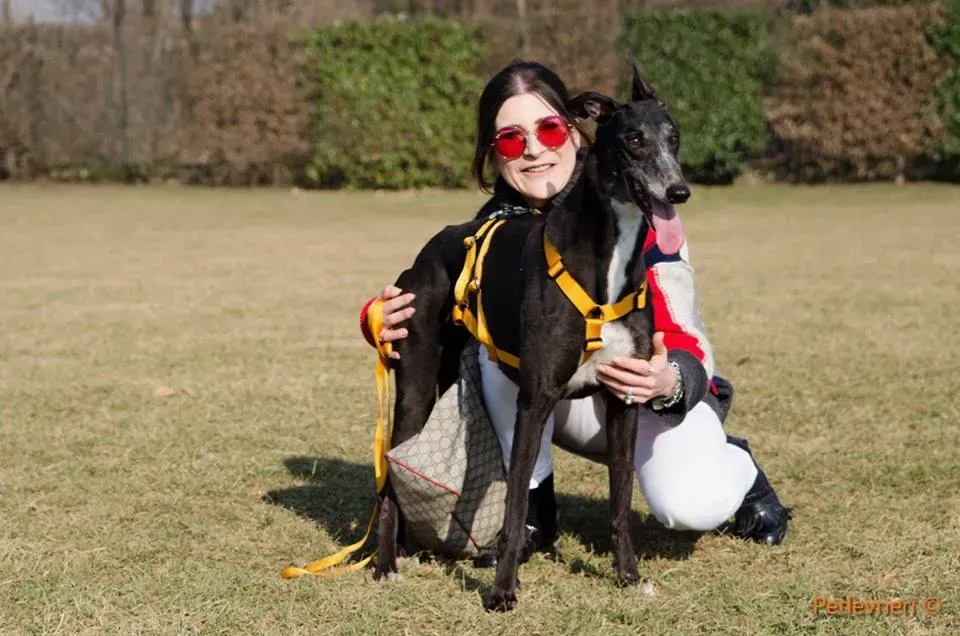 Tiger Tahlia adozione greyhound macao 10