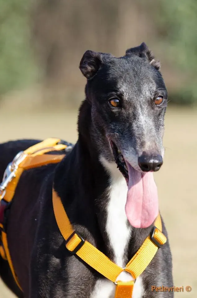 Tiger Tahlia adozione greyhound macao 12