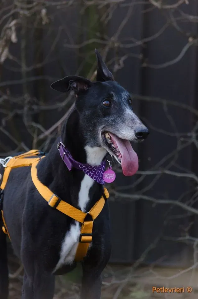 Tiger Tahlia adozione greyhound macao 13