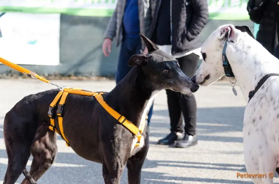 Tiger Tahlia adozione greyhound macao 2