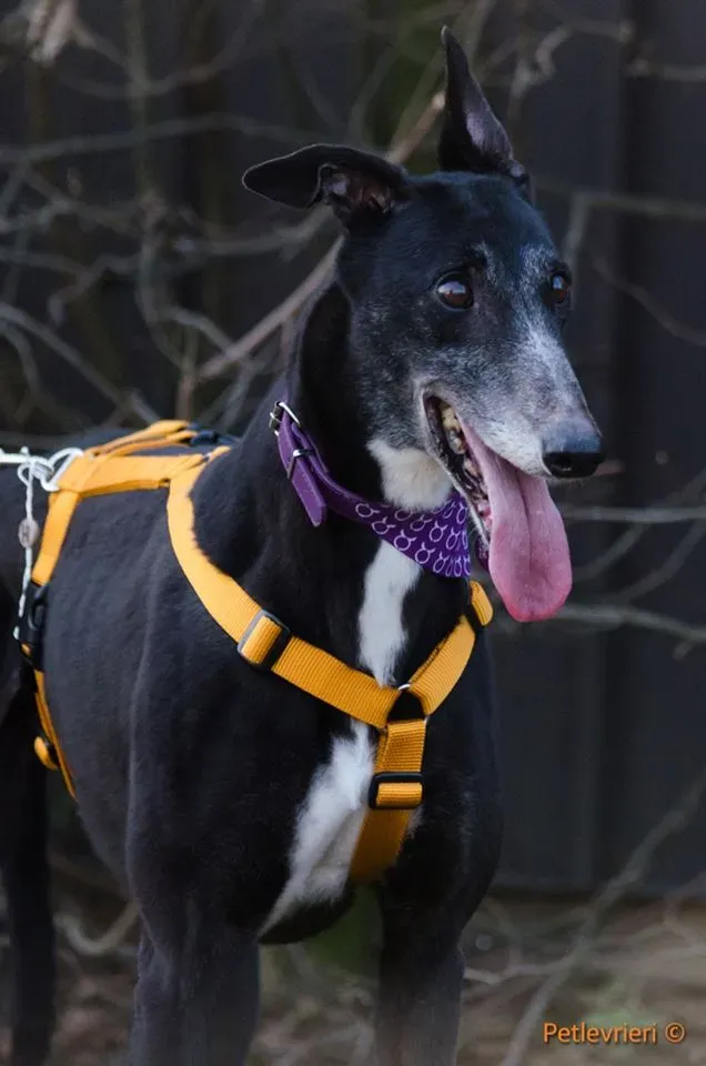 Tiger Tahlia adozione greyhound macao 4