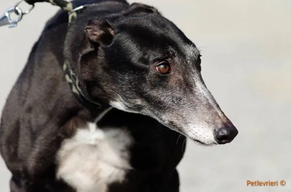 Tiger Tahlia adozione greyhound macao 5