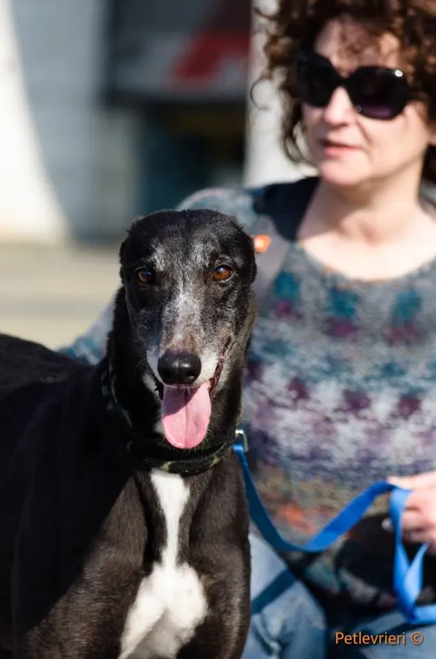 Tiger Tahlia adozione greyhound macao 6