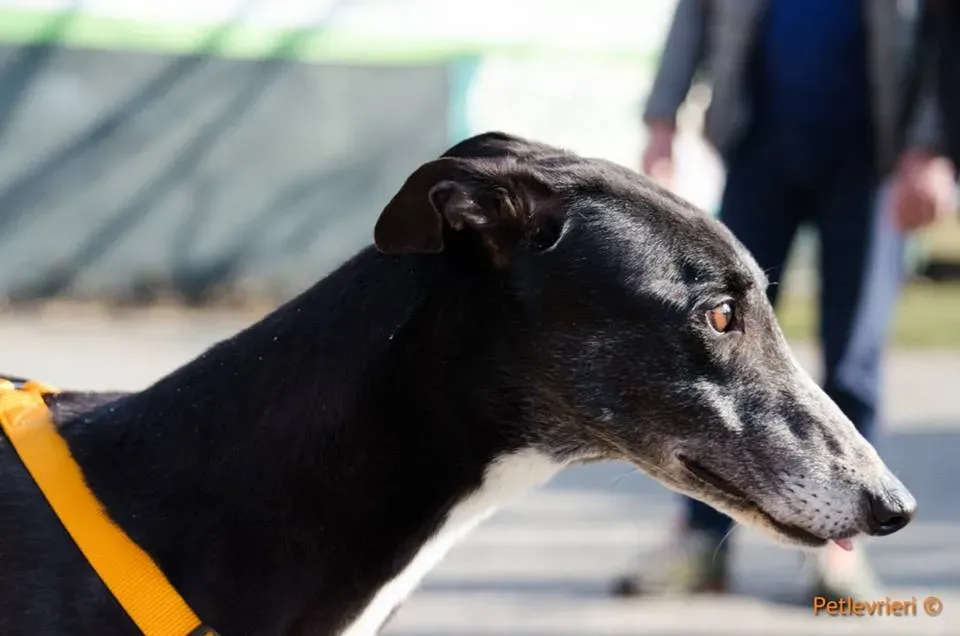 Tiger Tahlia adozione greyhound macao 7