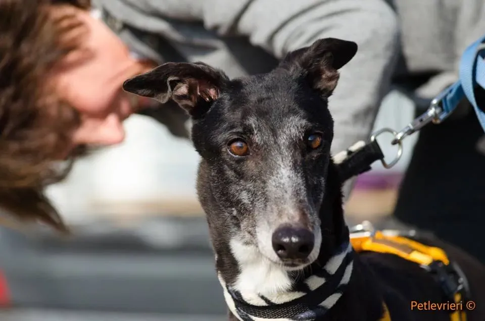 Tiger Tahlia adozione greyhound macao 8