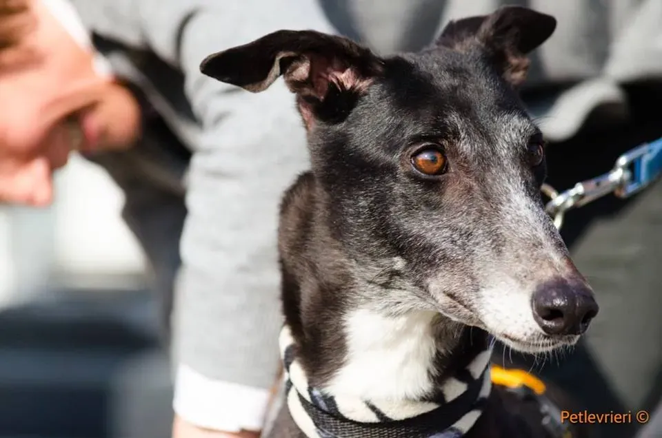 Tiger Tahlia adozione greyhound macao 9