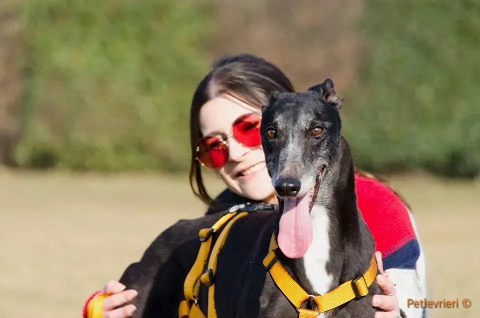 Tiger Tahlia adozione greyhound macao