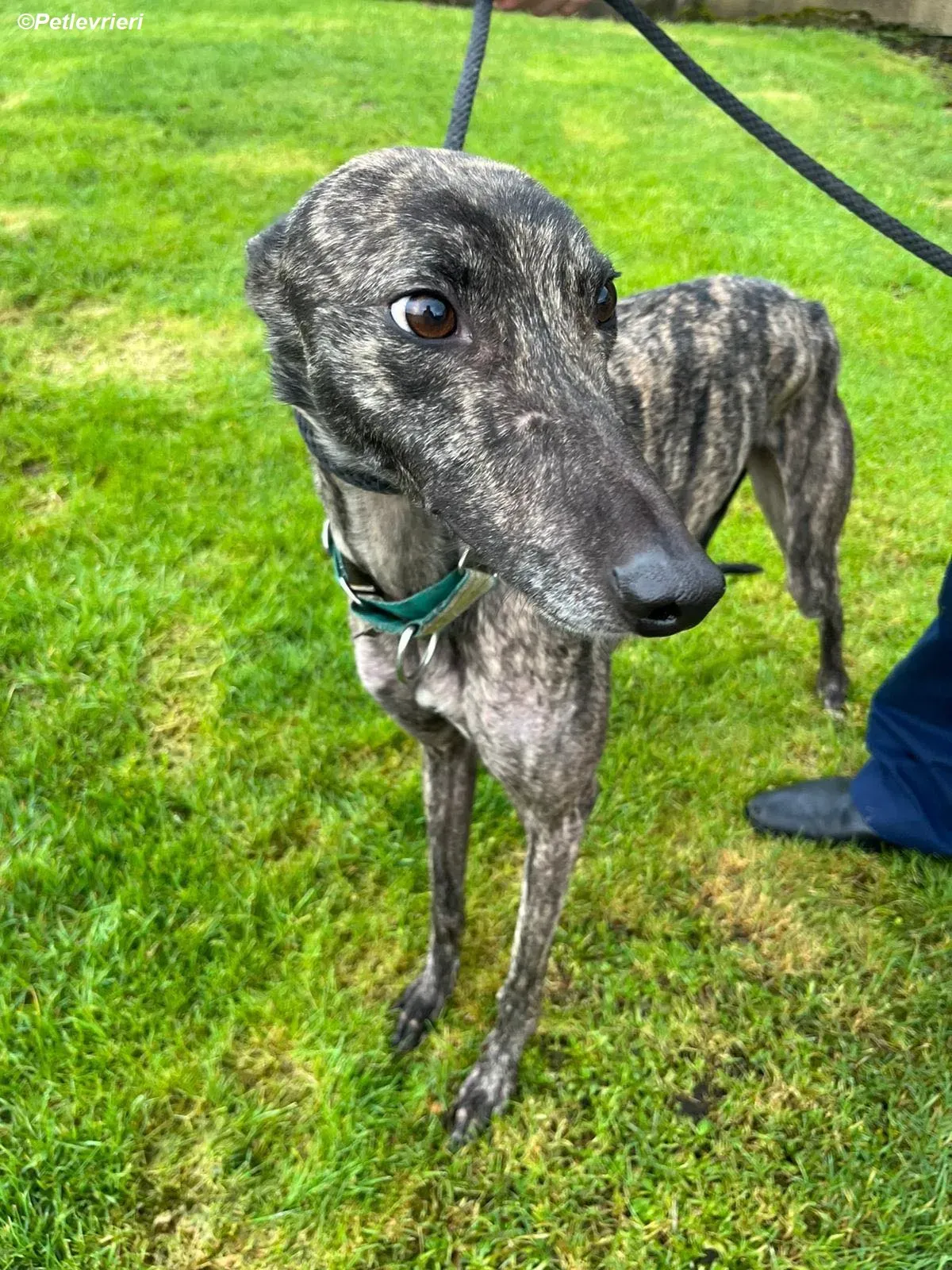 Tiger adozione levrieri greyhound 1