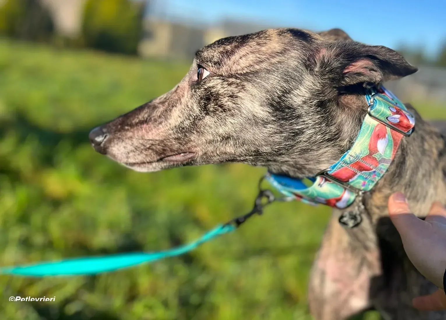 Tiger adozione levrieri greyhound 10