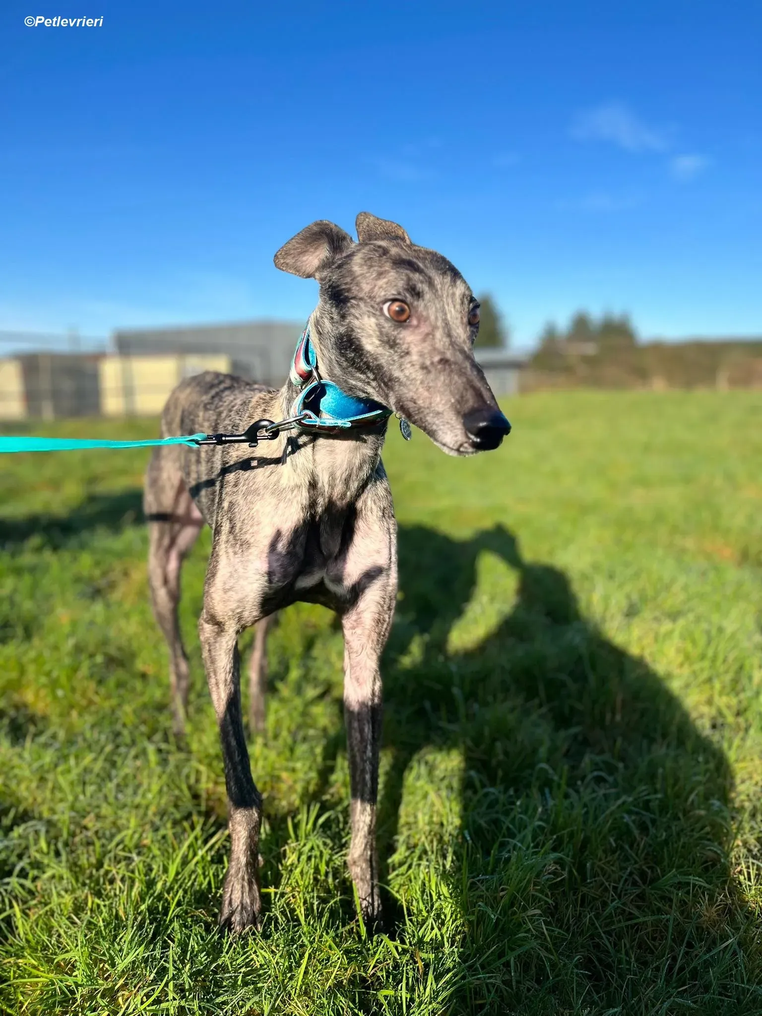 Tiger adozione levrieri greyhound 11