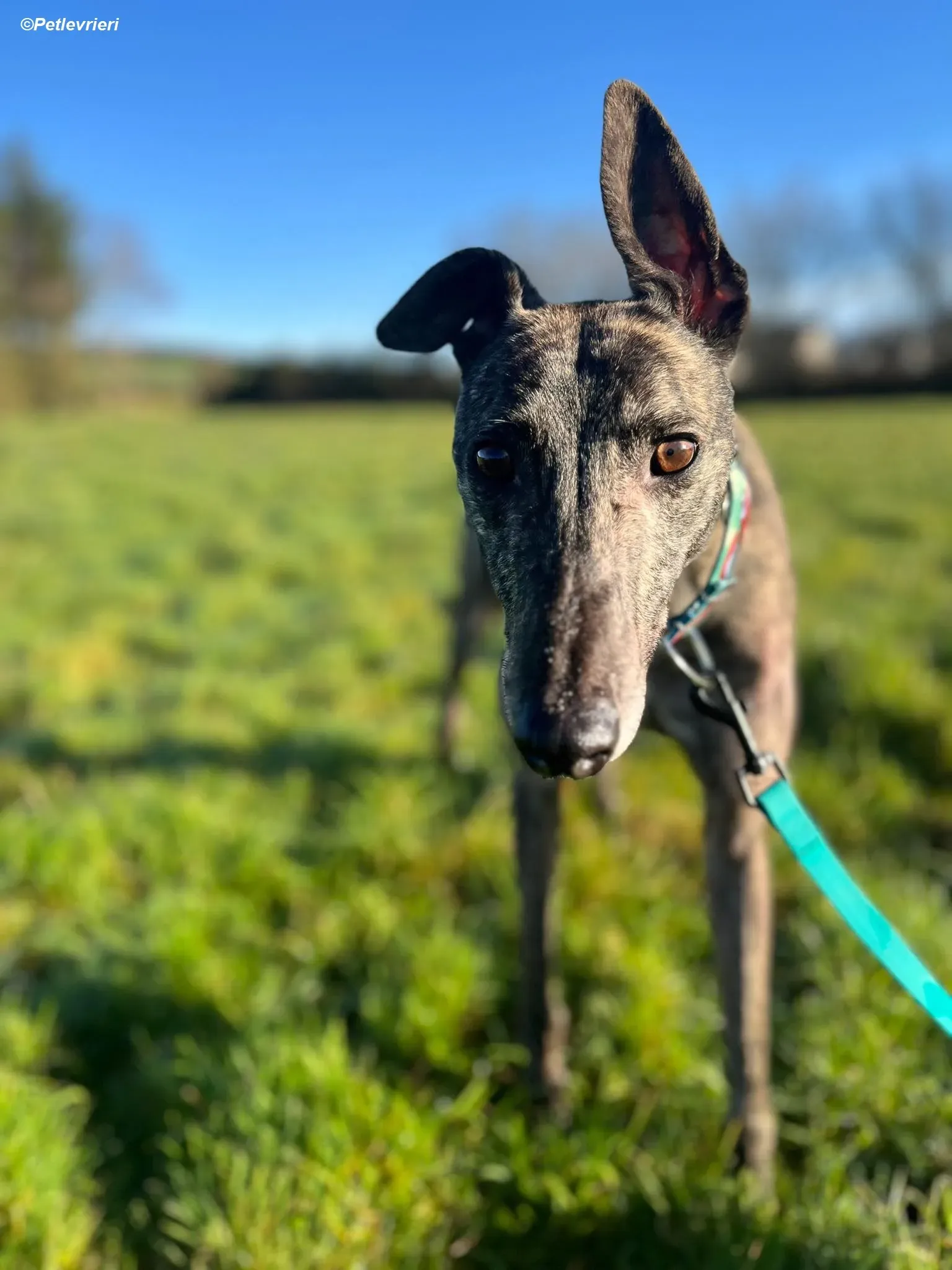 Tiger adozione levrieri greyhound 12