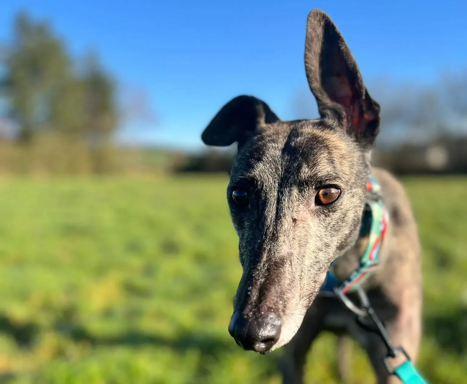 Tiger adozione levrieri greyhound 13 e1674546127549