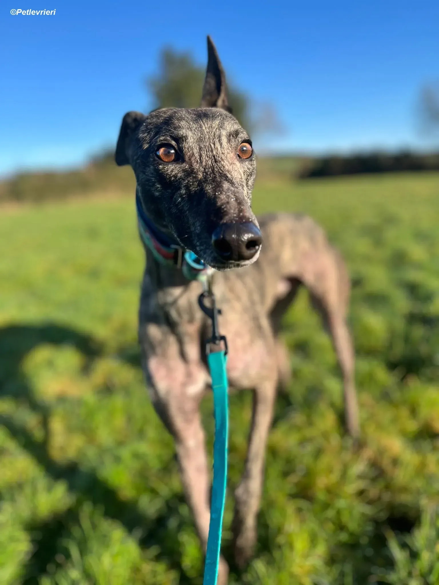 Tiger adozione levrieri greyhound 14