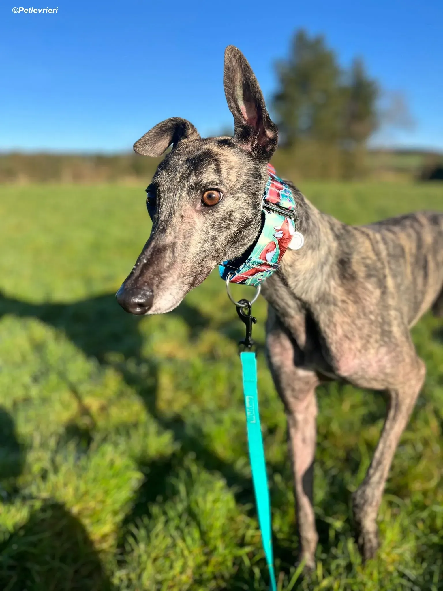 Tiger adozione levrieri greyhound 15