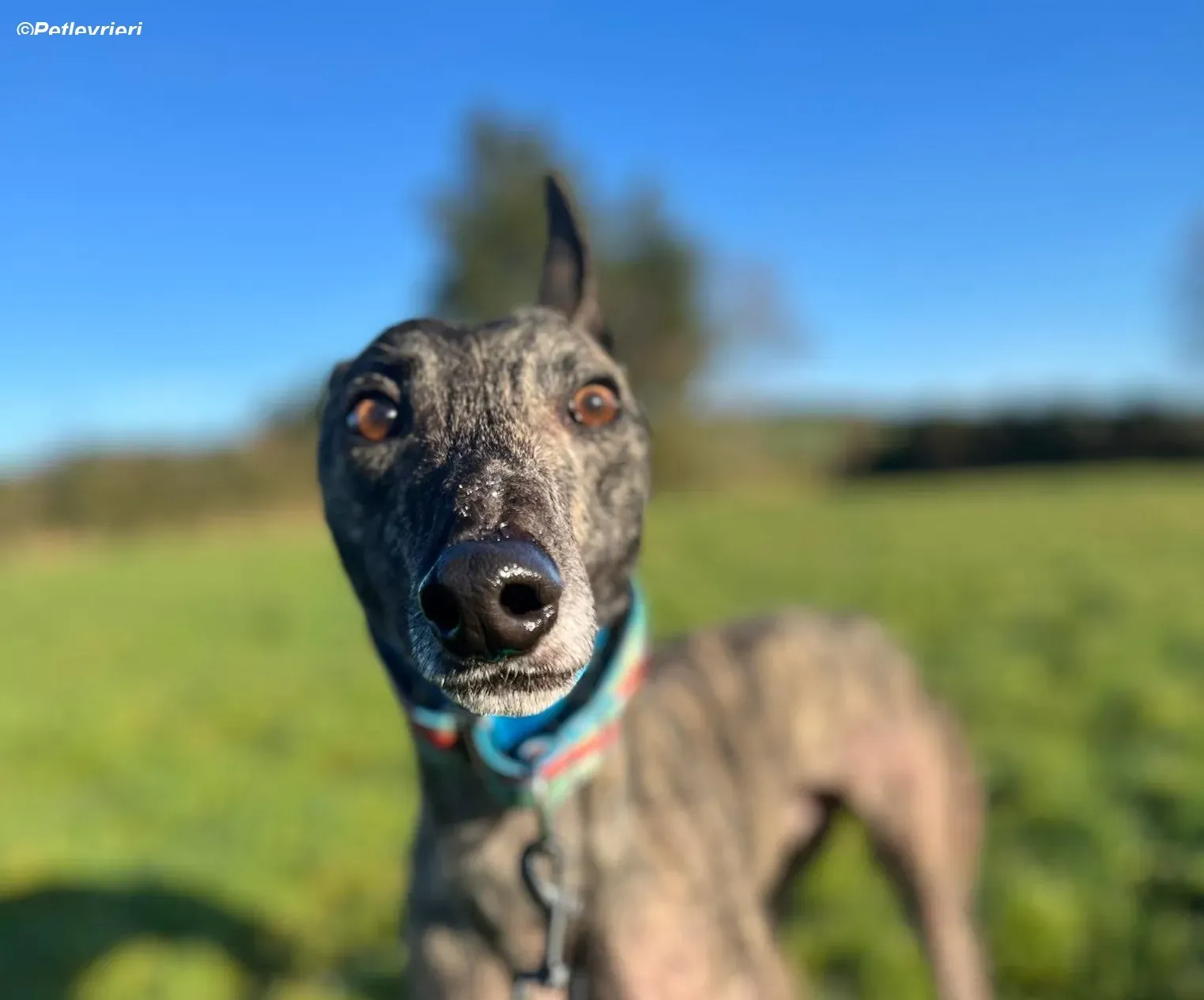 Tiger adozione levrieri greyhound 16