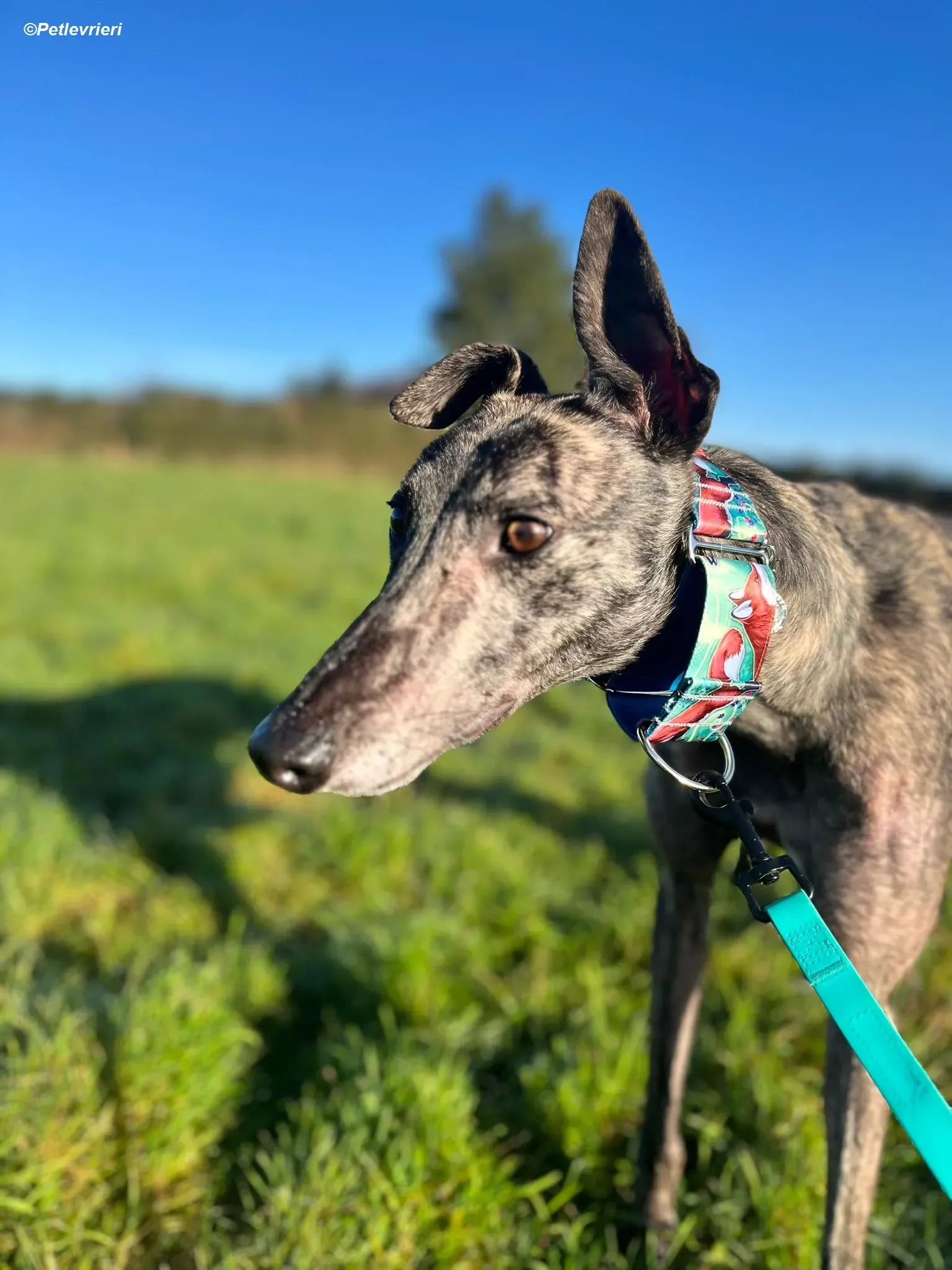 Tiger adozione levrieri greyhound 17