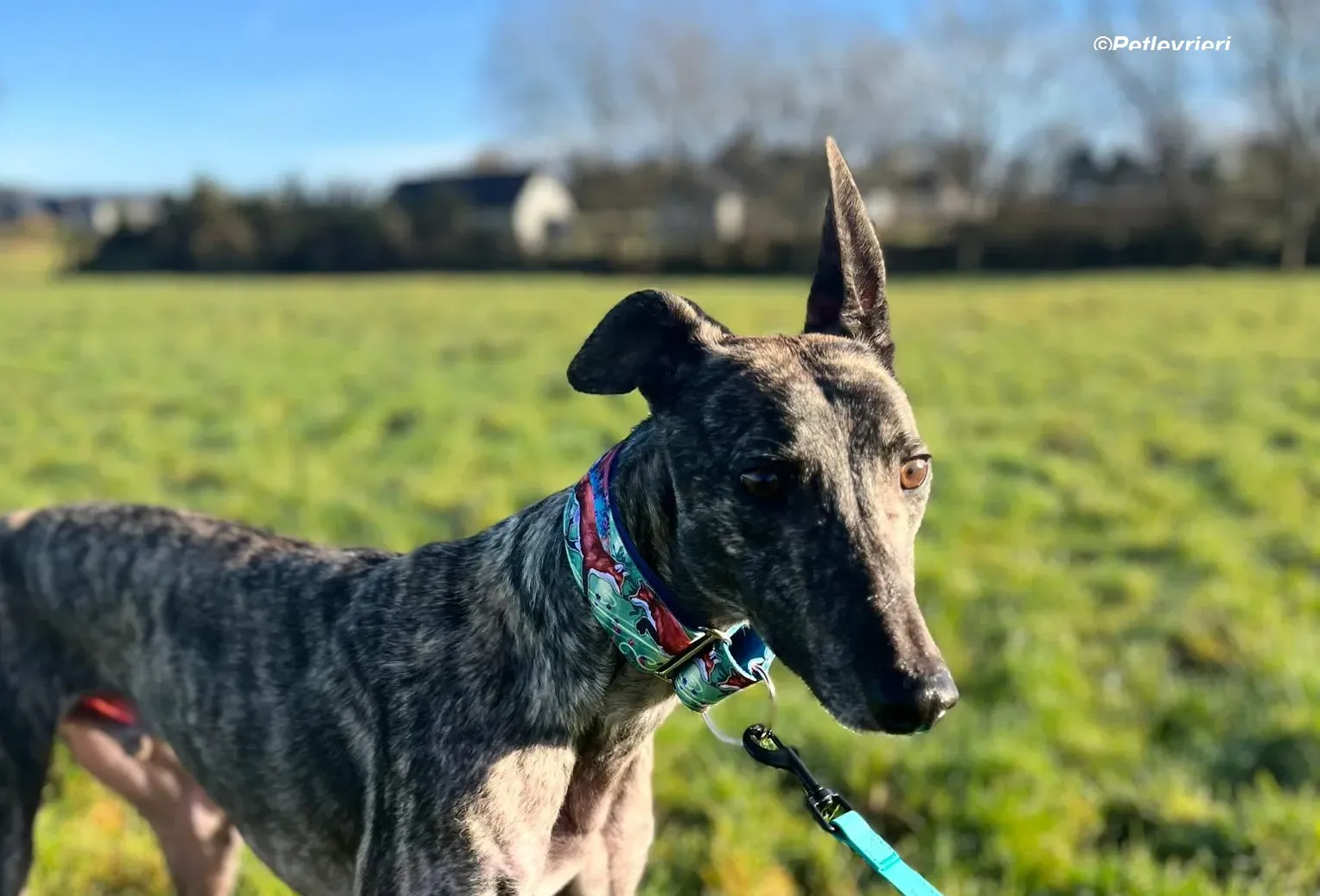 Tiger adozione levrieri greyhound 18