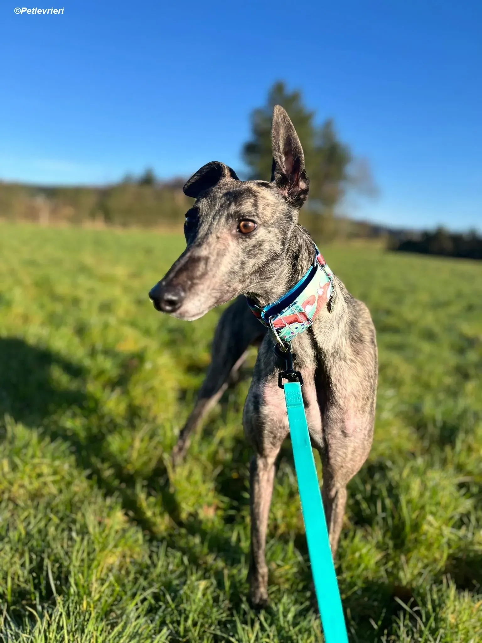 Tiger adozione levrieri greyhound 19