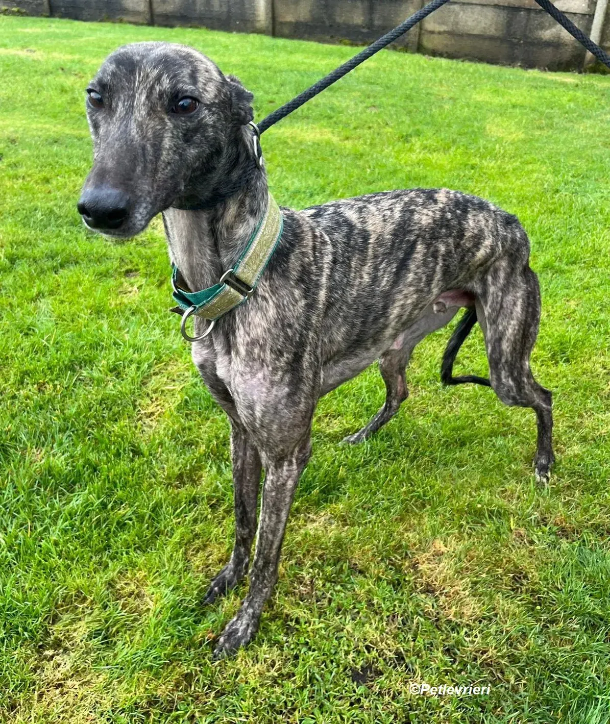 Tiger adozione levrieri greyhound 2