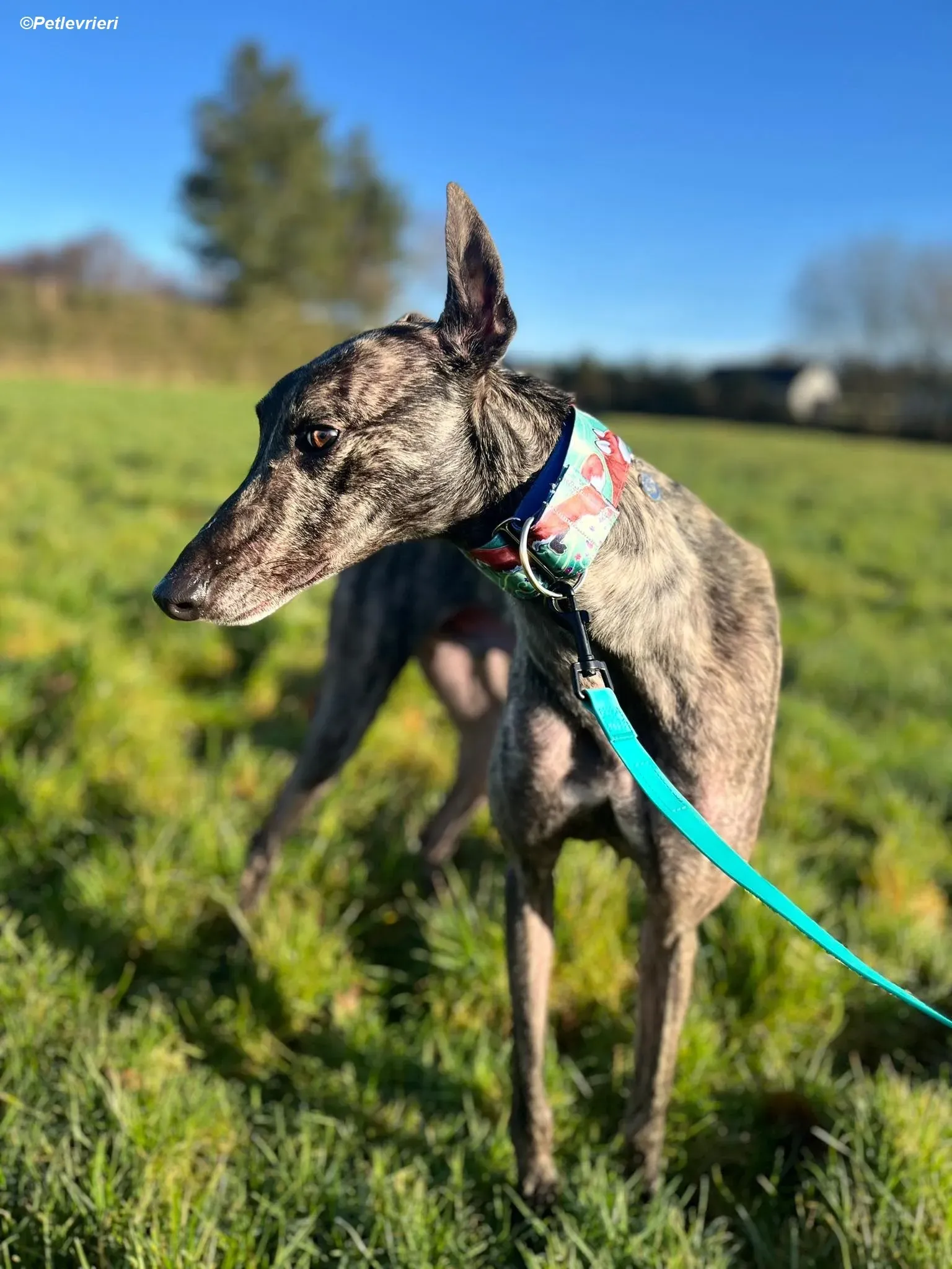 Tiger adozione levrieri greyhound 20