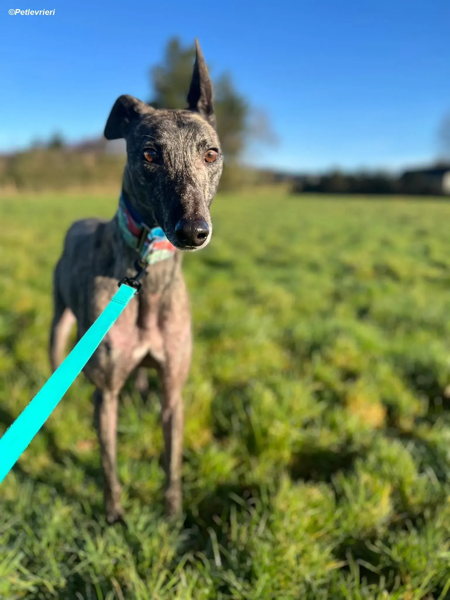 Tiger adozione levrieri greyhound 21