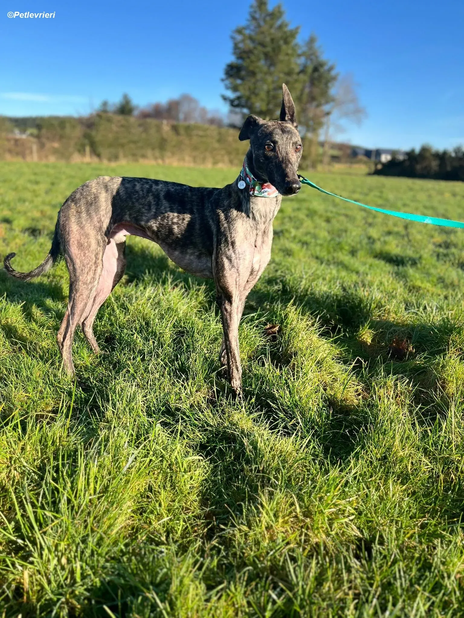 Tiger adozione levrieri greyhound 22