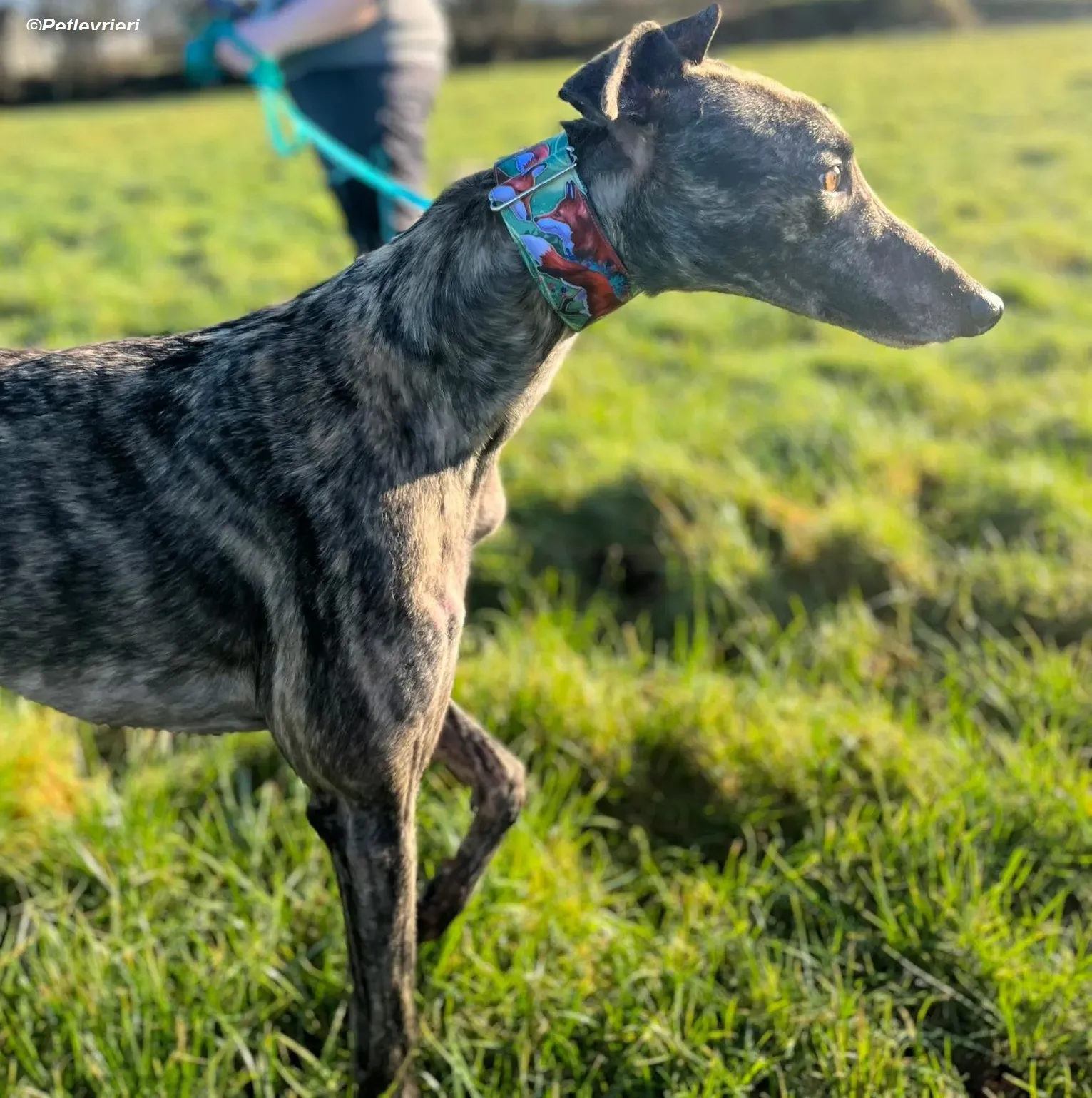 Tiger adozione levrieri greyhound 23