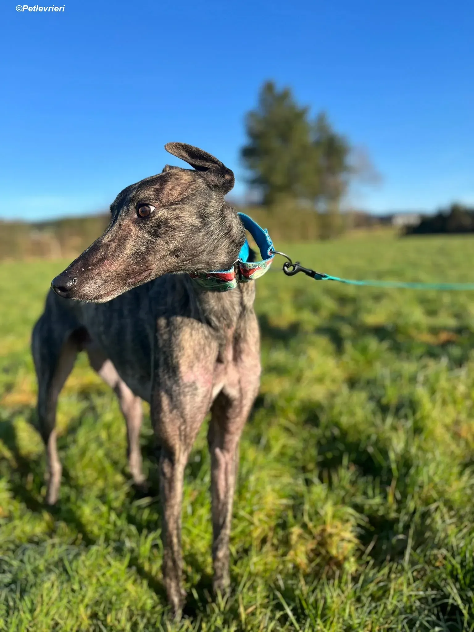 Tiger adozione levrieri greyhound 24