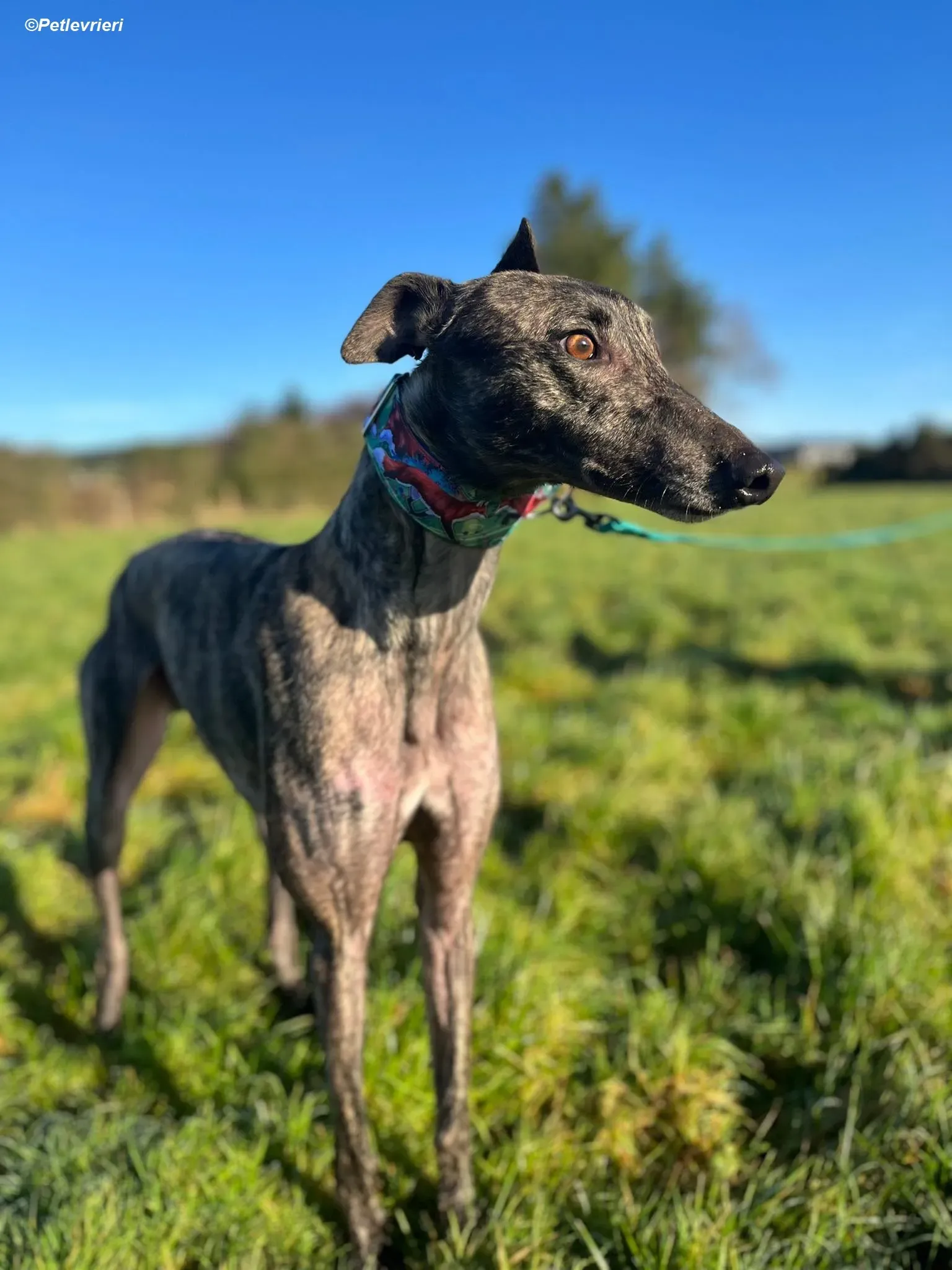 Tiger adozione levrieri greyhound 25