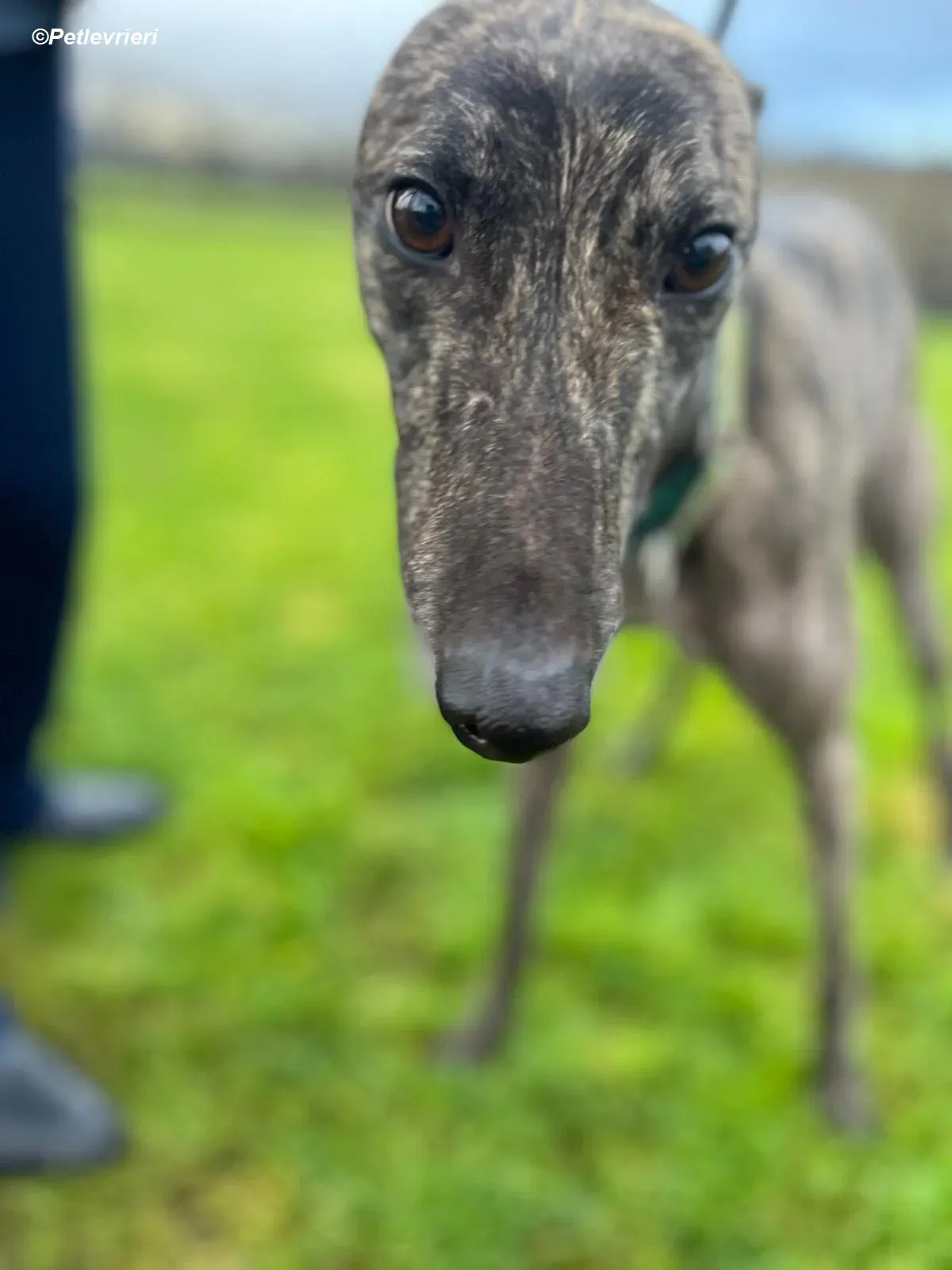 Tiger adozione levrieri greyhound 3