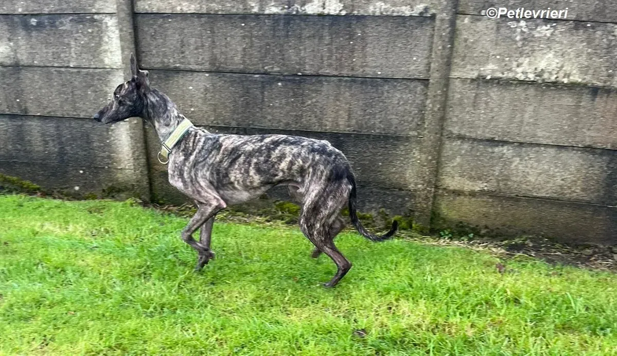 Tiger adozione levrieri greyhound 4