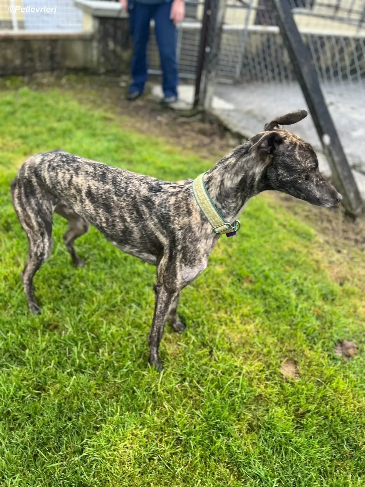 Tiger adozione levrieri greyhound 5