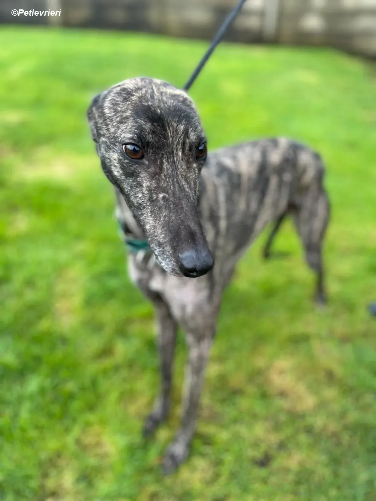 Tiger adozione levrieri greyhound 6