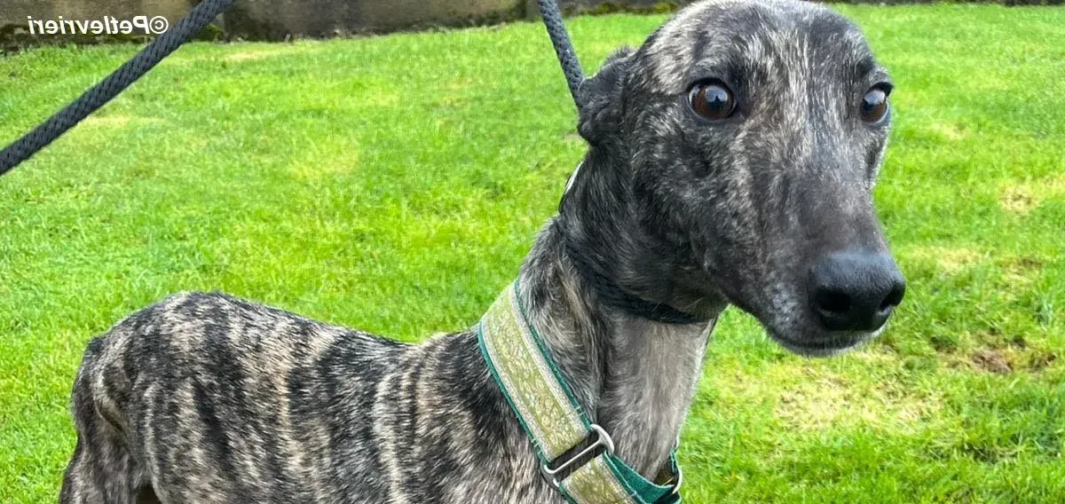 Tiger adozione levrieri greyhound 7 e1672475612875