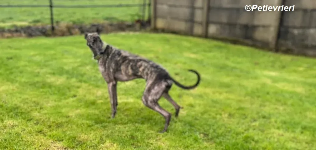 Tiger adozione levrieri greyhound 8