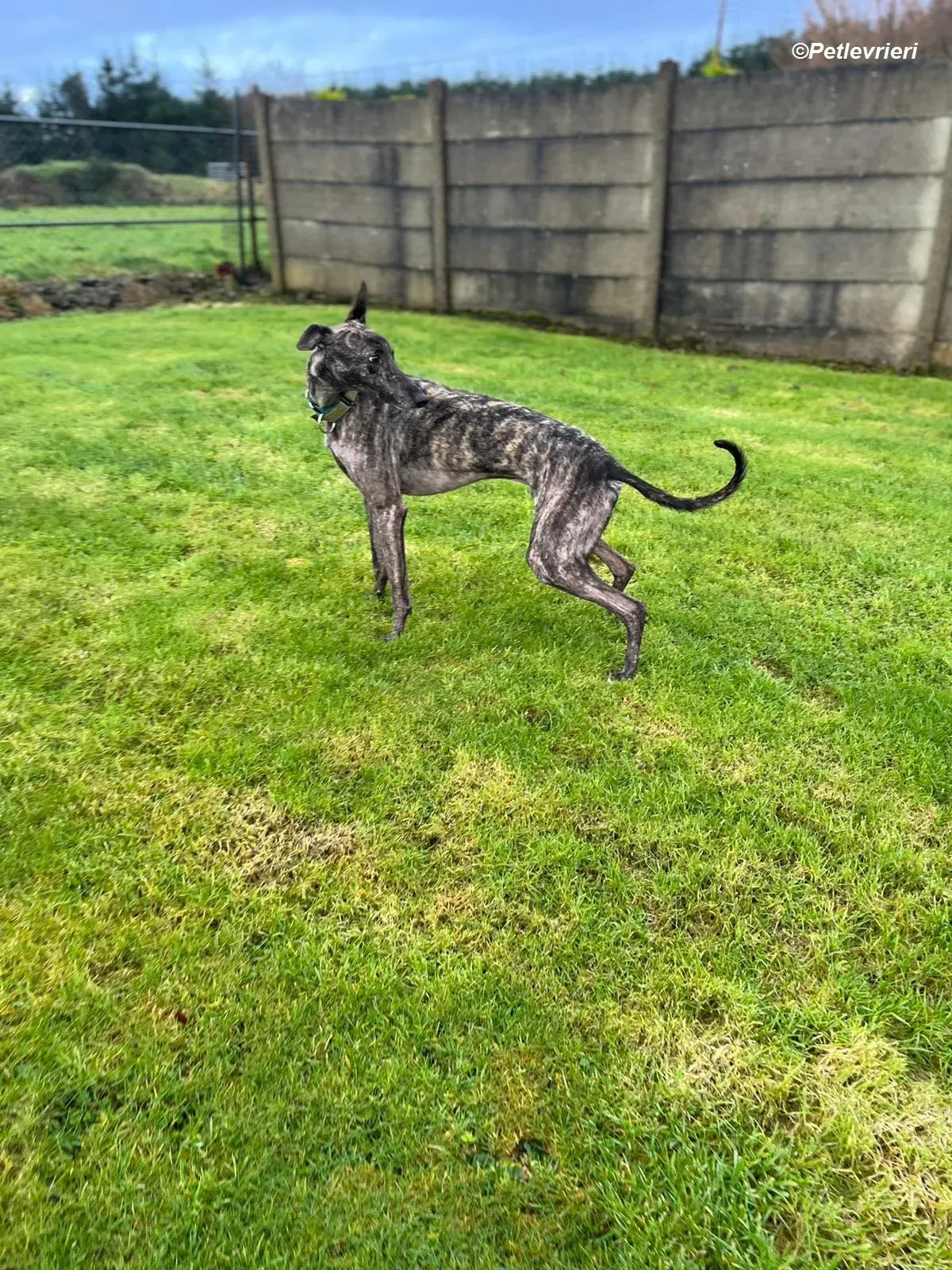 Tiger adozione levrieri greyhound 9