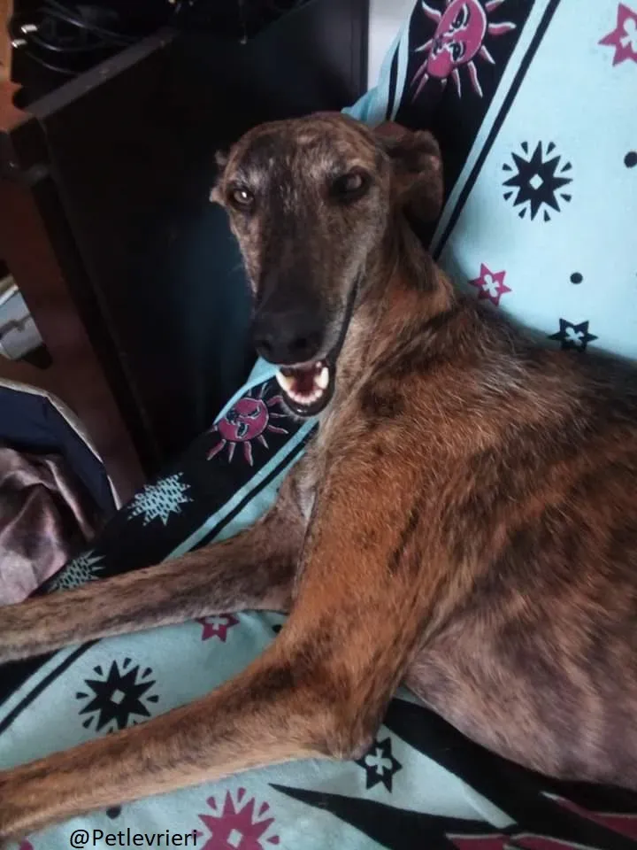 Tigre Galgo Foster Progetto Foster 1