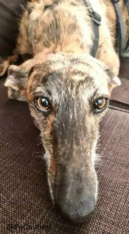 Tigre Galgo Foster Progetto Foster 2