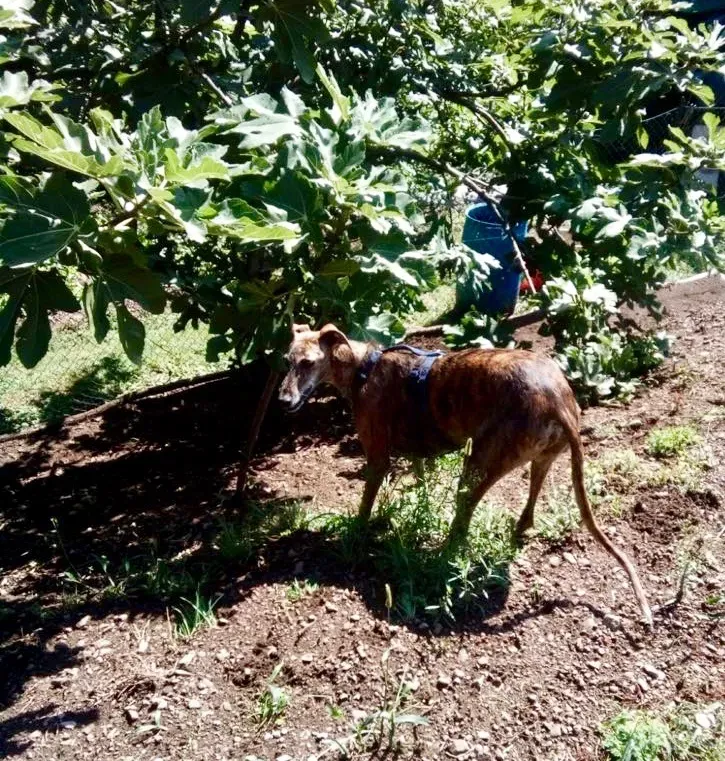 Tigre adozione levrieri galg0 00