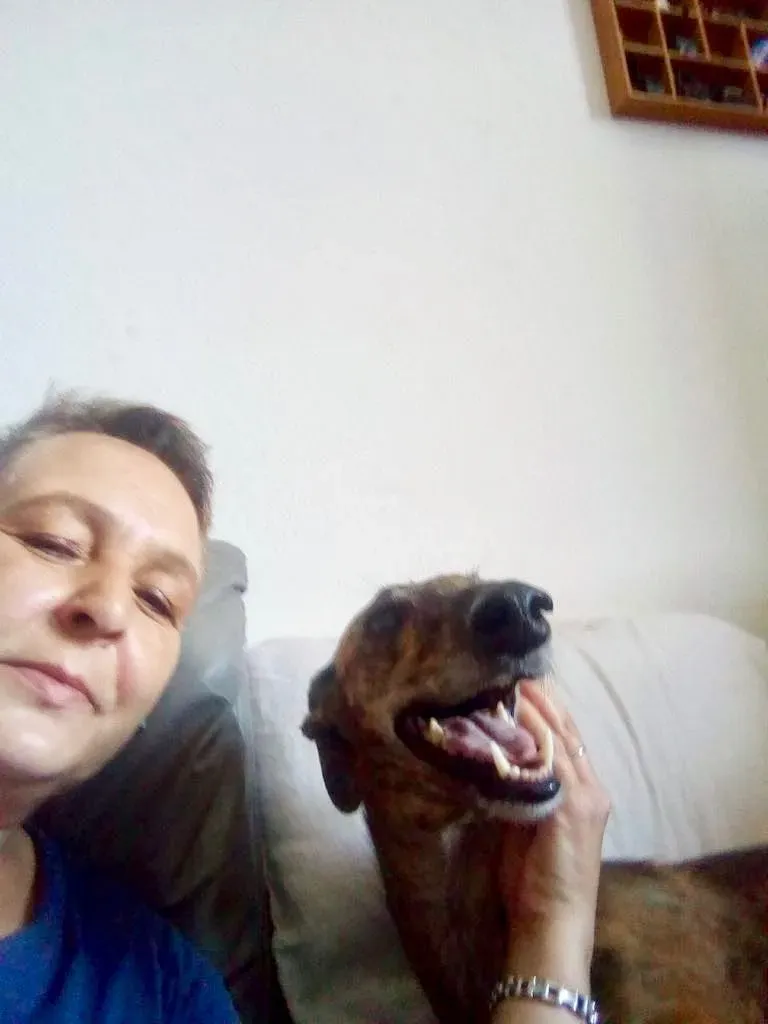 Tigre adozione levrieri galg0 01