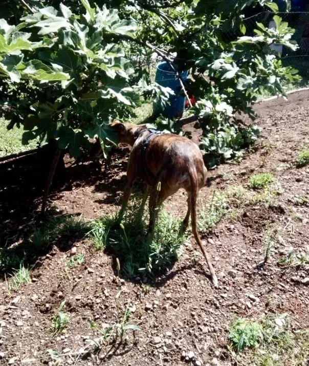 Tigre adozione levrieri galg0 03